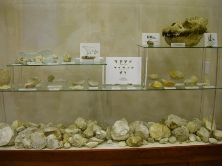 Pecten Reef Display Case